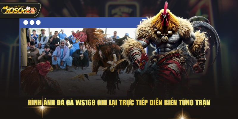 Đá Gà WS168 - Sảnh Trực Tiếp Với Nhiều Trận Đấu Hấp Dẫn 3 Đá Gà WS168 - Sảnh Trực Tiếp Với Nhiều Trận Đấu Hấp Dẫn Hình ảnh đá gà WS168 ghi lại trực tiếp diễn biến từng trận