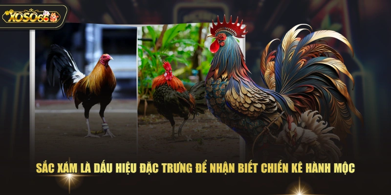 Cách Xem Màu Mạng Đá Gà Dựa Theo Quy Luật Ngũ Hành 3 Cách Xem Màu Mạng Đá Gà Dựa Theo Quy Luật Ngũ Hành Sắc xám là dấu hiệu đặc trưng để nhận biết chiến kê hành Mộc